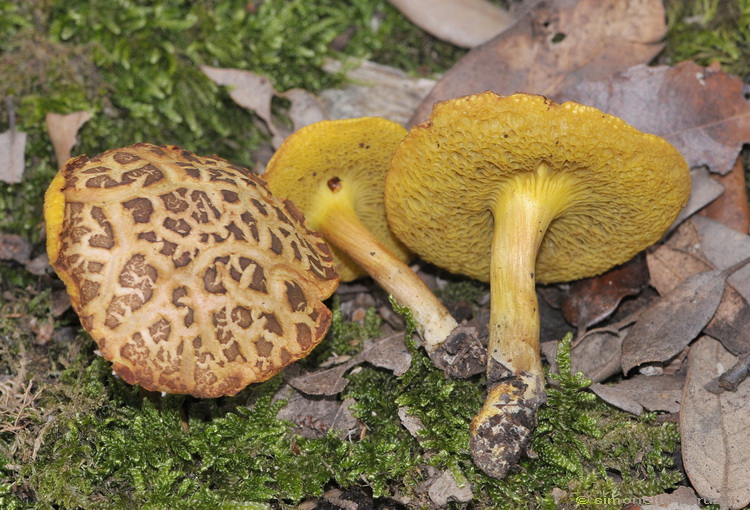 Xerocomus dalla lecceta